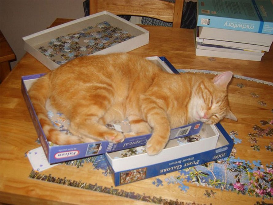 Ces photos montrent ce qui arrive quand tu essaies de compléter un puzzle avec ton chat