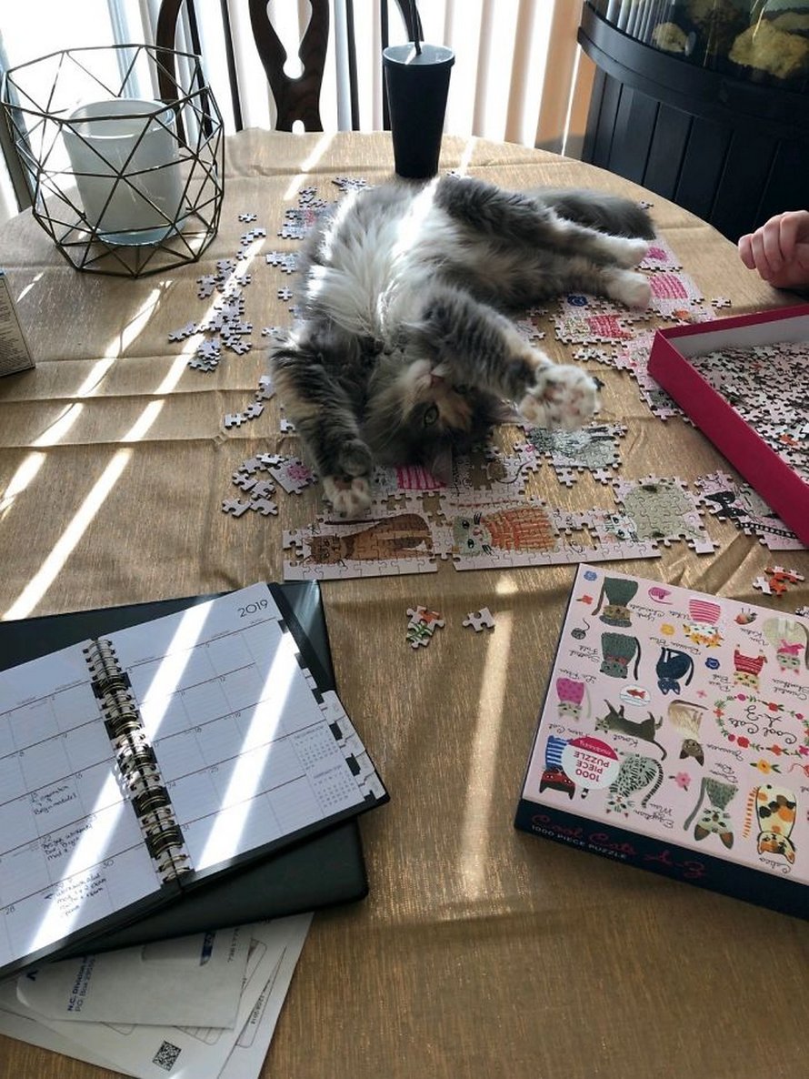 Ces photos montrent ce qui arrive quand tu essaies de compléter un puzzle avec ton chat