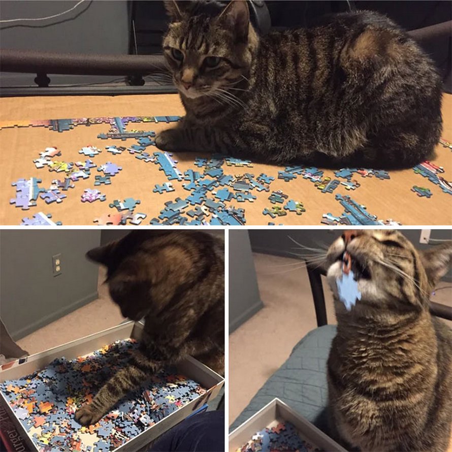 Ces photos montrent ce qui arrive quand tu essaies de compléter un puzzle avec ton chat