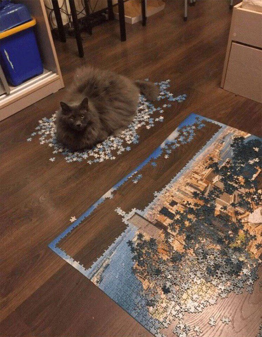 Ces photos montrent ce qui arrive quand tu essaies de compléter un puzzle avec ton chat