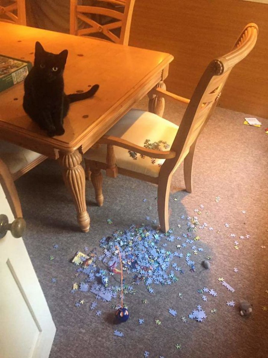 Ces photos montrent ce qui arrive quand tu essaies de compléter un puzzle avec ton chat