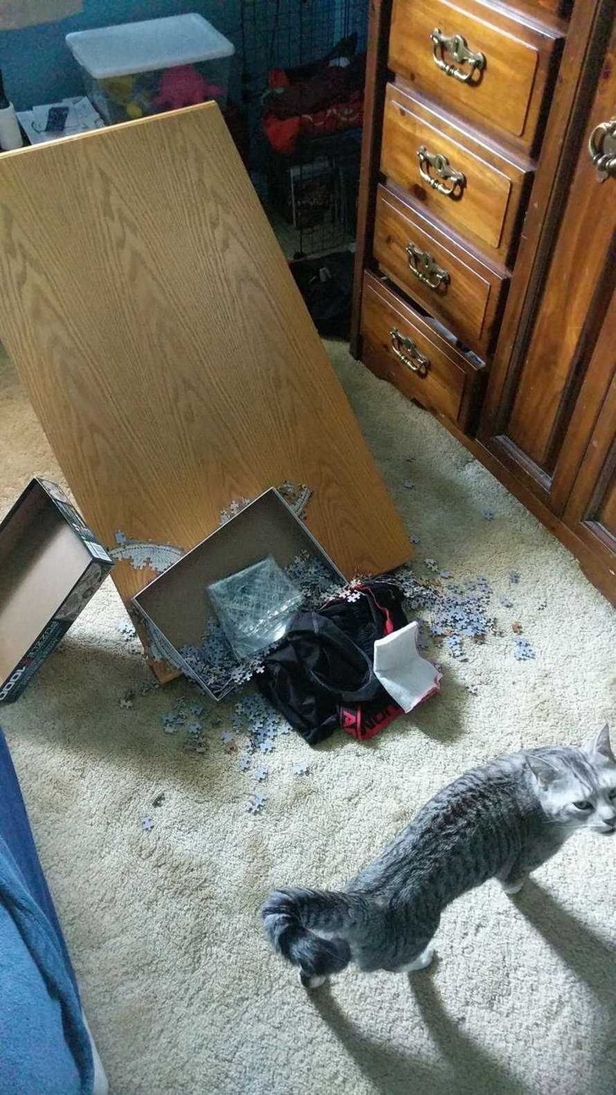 Ces photos montrent ce qui arrive quand tu essaies de compléter un puzzle avec ton chat