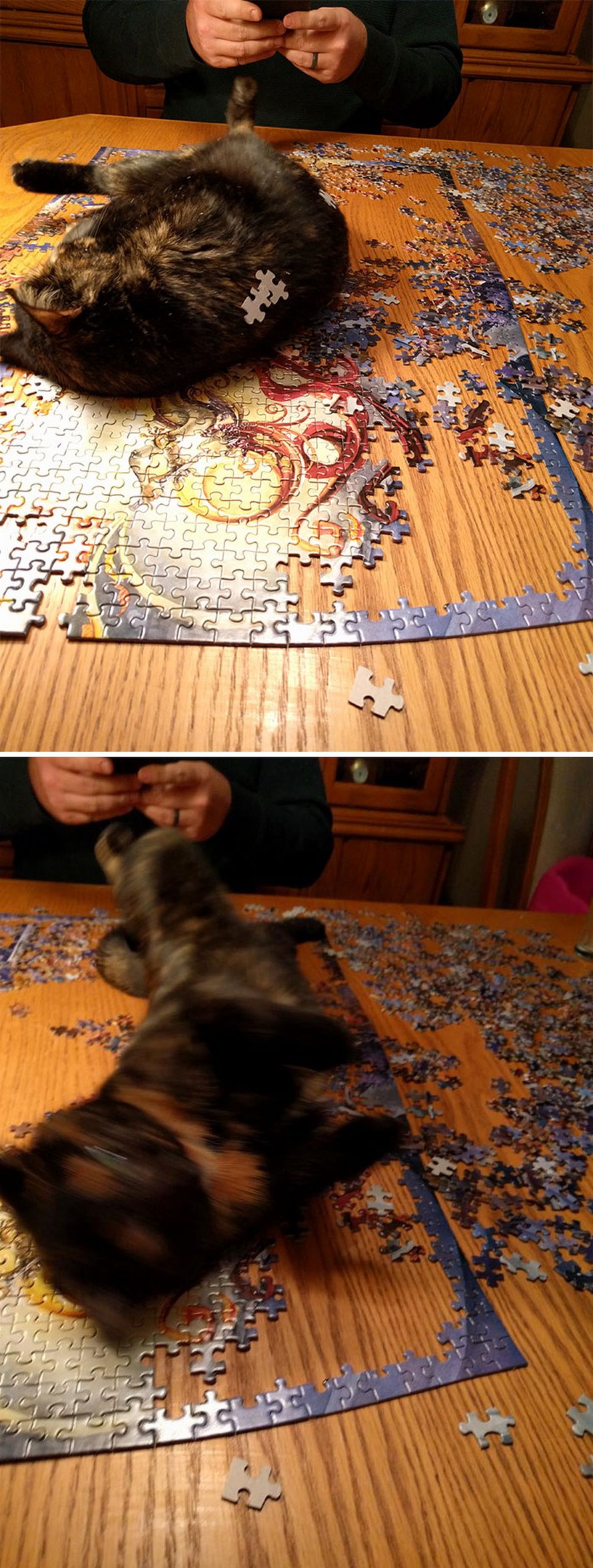 Ces photos montrent ce qui arrive quand tu essaies de compléter un puzzle avec ton chat