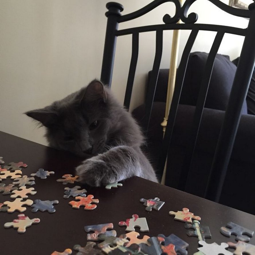 Ces photos montrent ce qui arrive quand tu essaies de compléter un puzzle avec ton chat