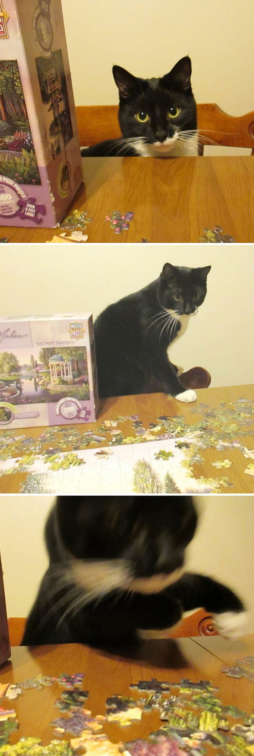 Ces photos montrent ce qui arrive quand tu essaies de compléter un puzzle avec ton chat