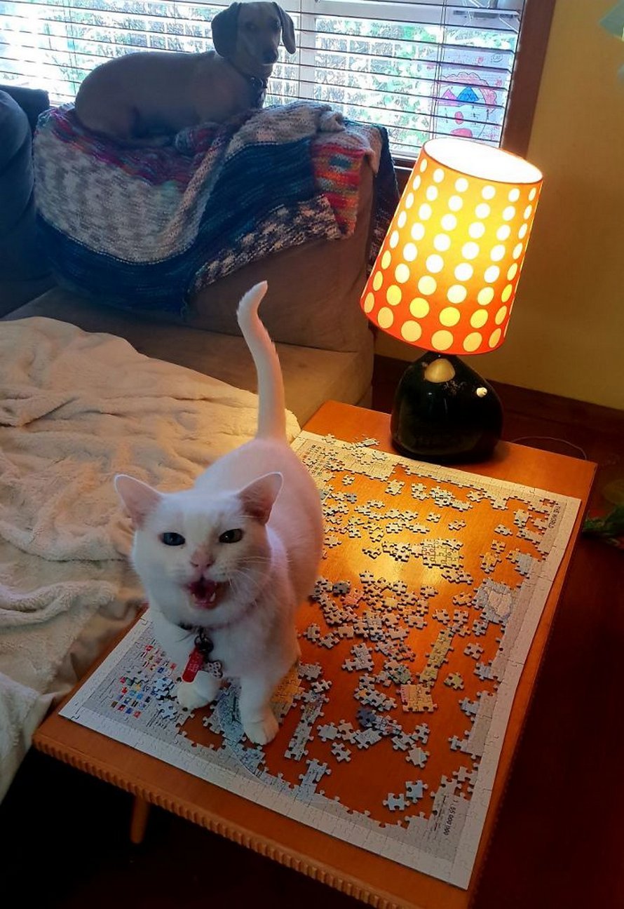 Ces photos montrent ce qui arrive quand tu essaies de compléter un puzzle avec ton chat