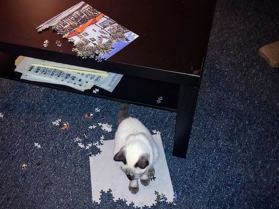 Ces photos montrent ce qui arrive quand tu essaies de compléter un puzzle avec ton chat