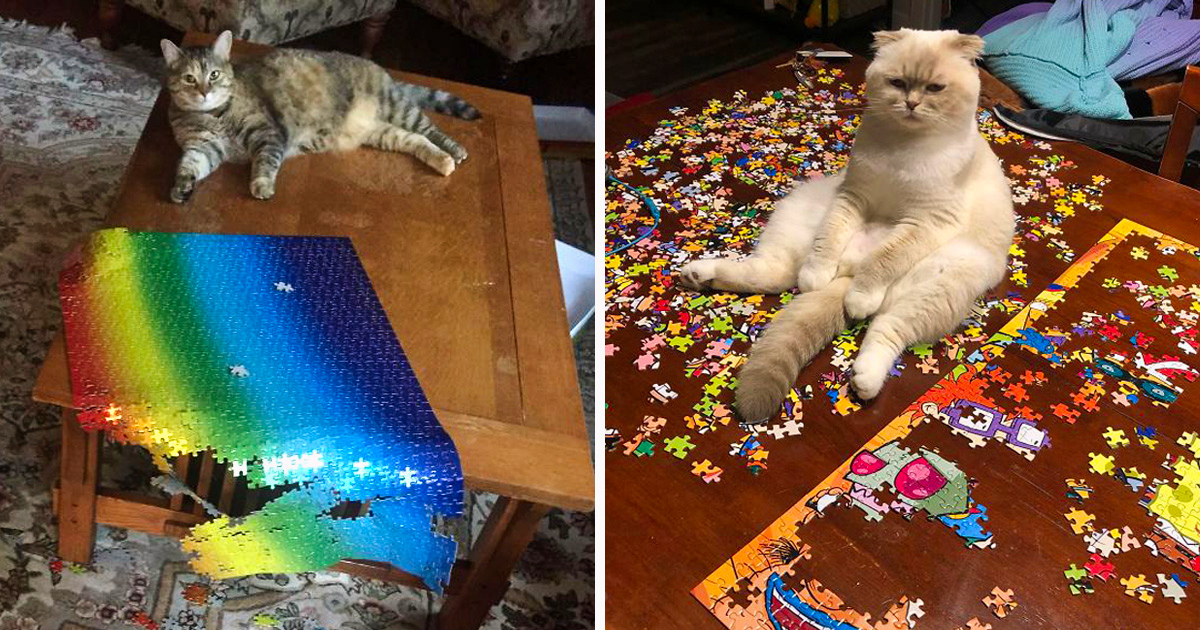 Ces photos montrent ce qui arrive quand tu essaies de compléter un puzzle avec ton chat