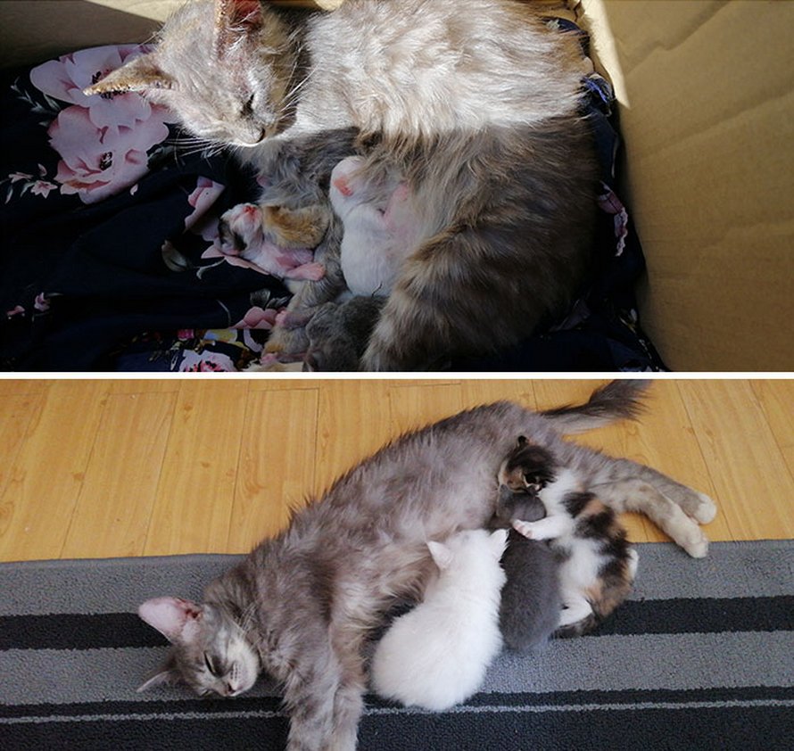 Des gens partagent des photos de leurs chats avant et après l’adoption et voici 22 clichés parmi les plus attendrissants