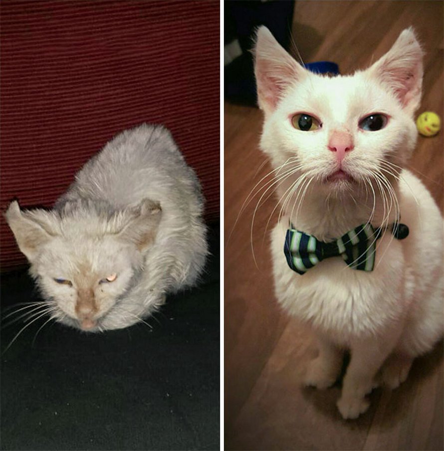 Des gens partagent des photos de leurs chats avant et après l’adoption et voici 22 clichés parmi les plus attendrissants