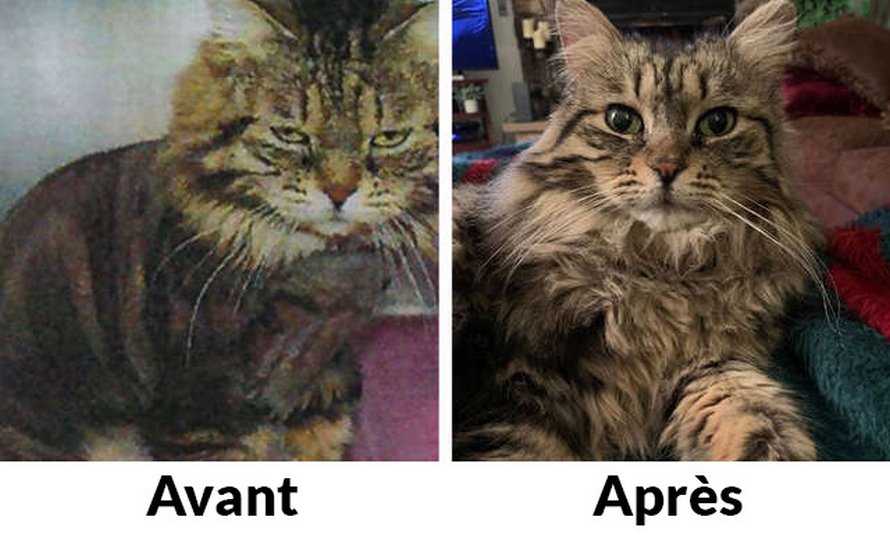 https://www.ipnoze.com/wordpress/wp-content/uploads/2020/04/chatte-apporte-pantoufles-maman-chaque-matin-lulu-001.jpg