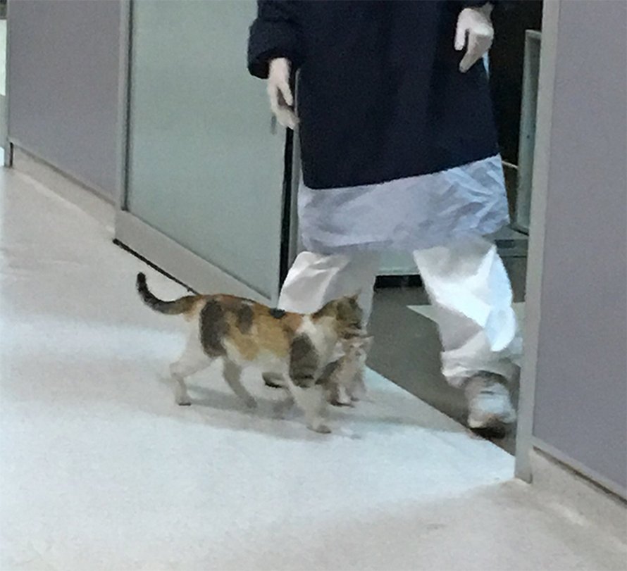 Une Maman Chatte Emmene Son Chaton Malade A L Hopital Et Des Medecins Se Precipitent Pour Les Aider Ipnoze