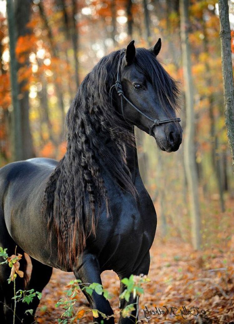 Les Plus Belles Photos De Cheval