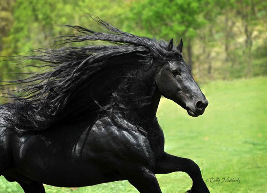 Les Plus Belles Photos De Cheval Ce cheval est considéré par plusieurs comme étant le plus bel étalon du