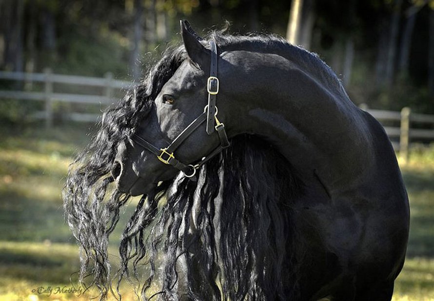 Les Plus Belles Photos De Cheval Ce cheval est considéré par plusieurs comme étant le plus bel étalon du