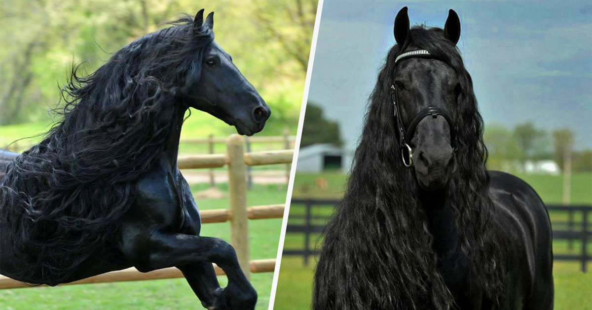 Ce cheval est considéré par plusieurs comme étant le plus bel étalon du
