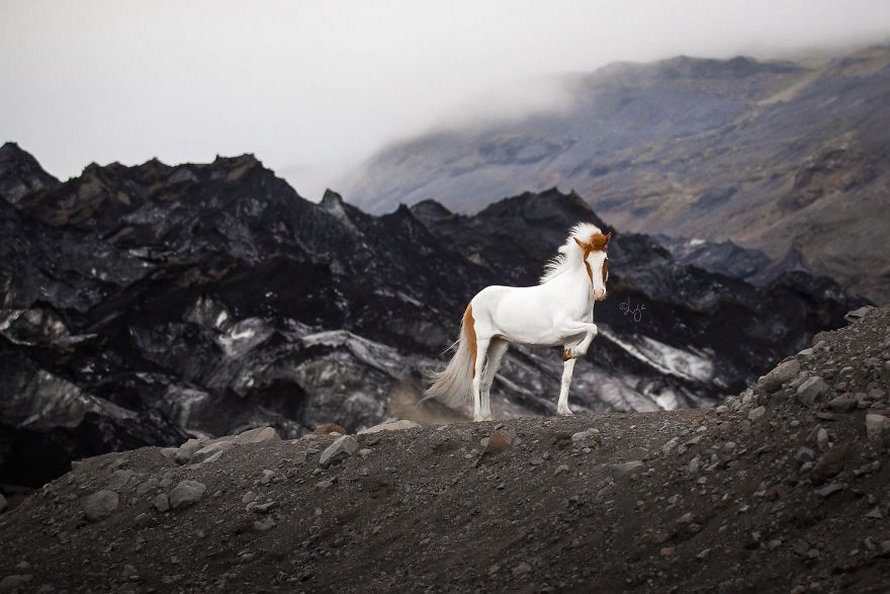 Cette photographe capture des chevaux dans des paysages d’Islande à couper le souffle et voici ses 30 plus beaux clichés