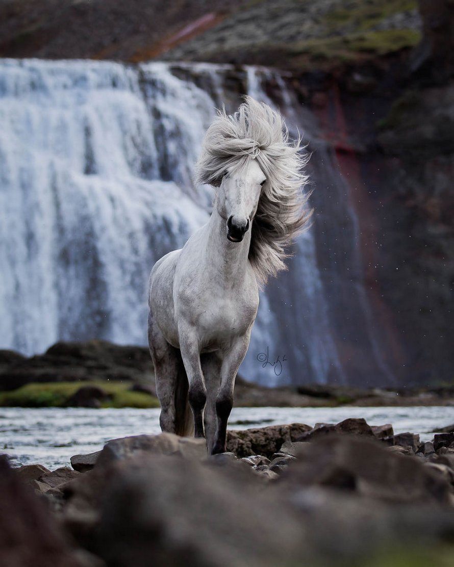 Cette photographe capture des chevaux dans des paysages d’Islande à couper le souffle et voici ses 30 plus beaux clichés