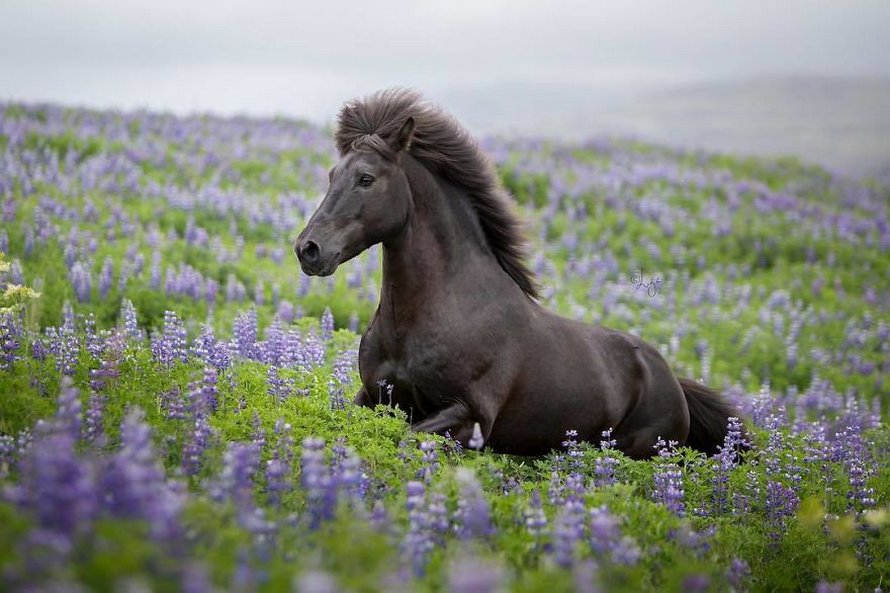 Cette photographe capture des chevaux dans des paysages d’Islande à couper le souffle et voici ses 30 plus beaux clichés