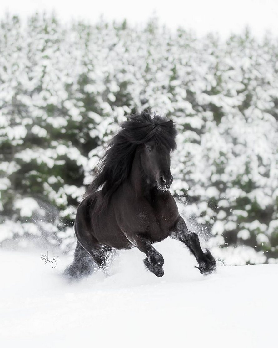 Cette photographe capture des chevaux dans des paysages d’Islande à couper le souffle et voici ses 30 plus beaux clichés