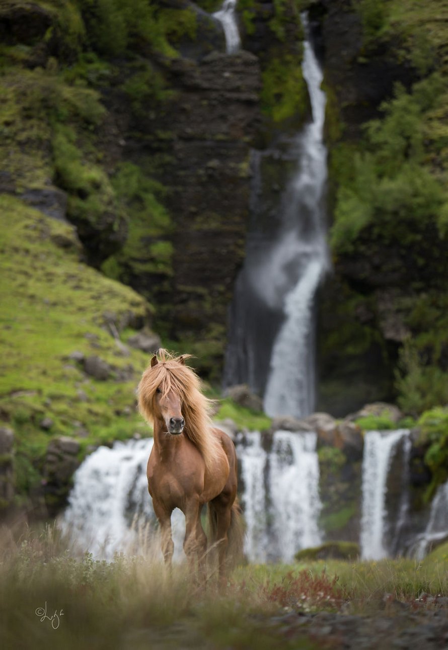 Cette photographe capture des chevaux dans des paysages d’Islande à couper le souffle et voici ses 30 plus beaux clichés