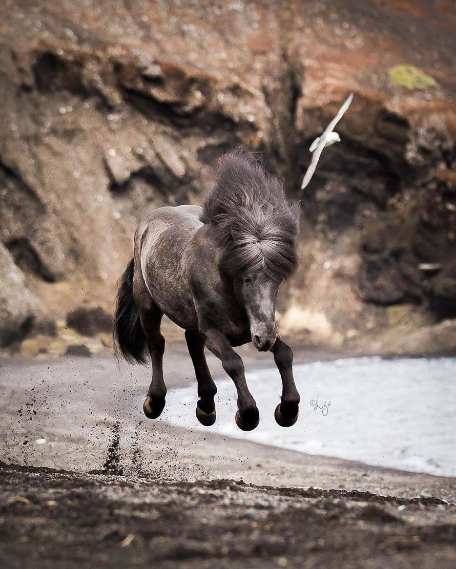 Cette photographe capture des chevaux dans des paysages d’Islande à couper le souffle et voici ses 30 plus beaux clichés