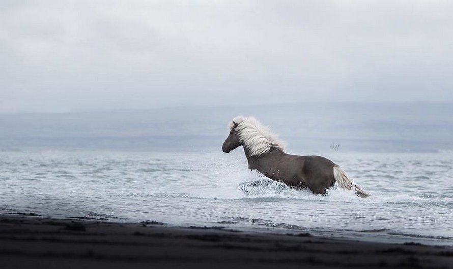 Cette photographe capture des chevaux dans des paysages d’Islande à couper le souffle et voici ses 30 plus beaux clichés