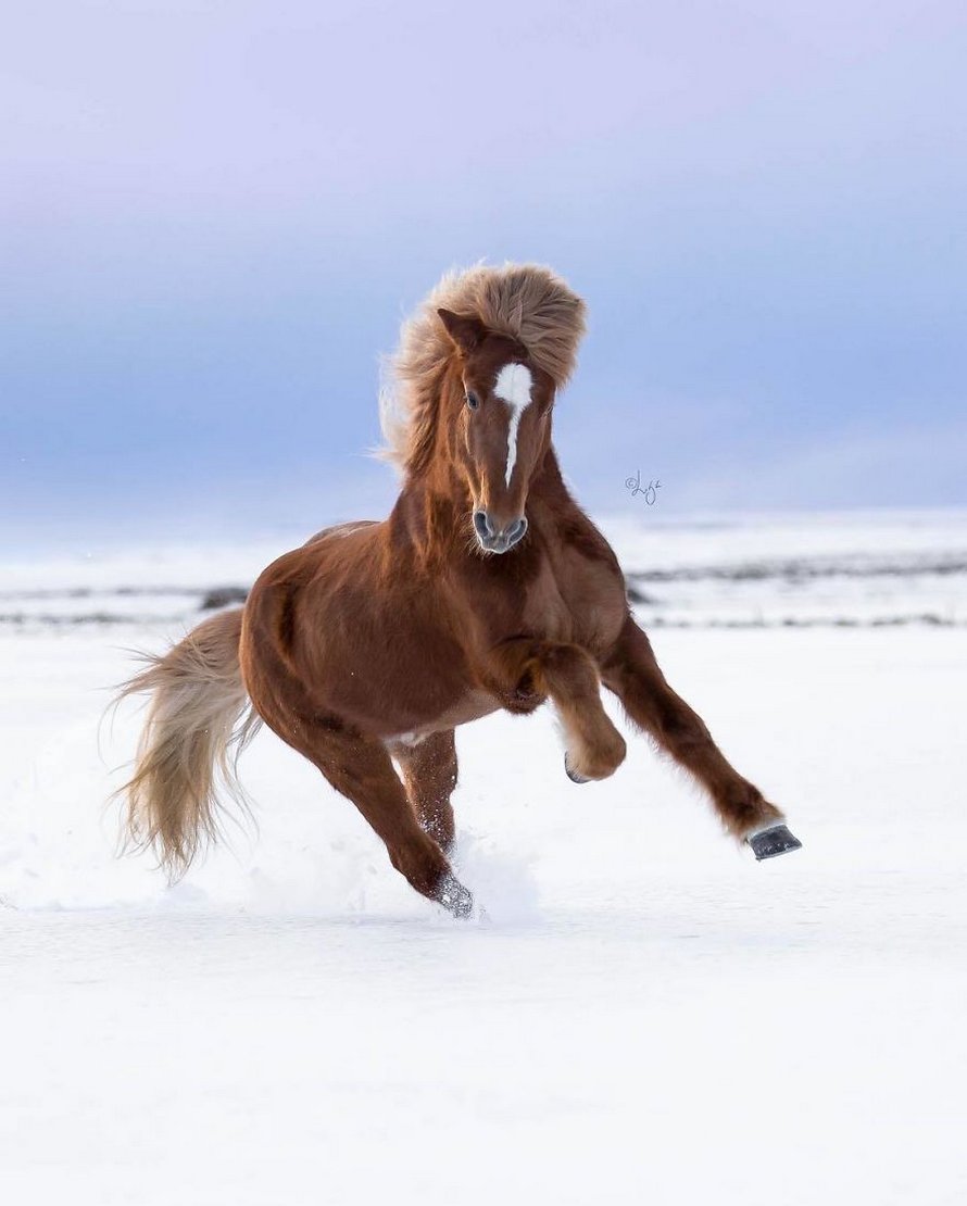 Cette photographe capture des chevaux dans des paysages d’Islande à couper le souffle et voici ses 30 plus beaux clichés