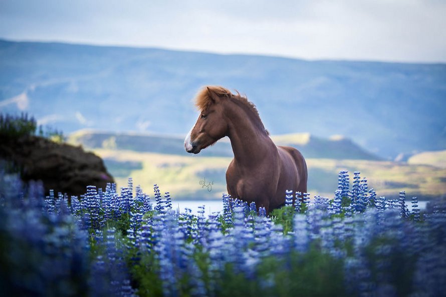 Cette photographe capture des chevaux dans des paysages d’Islande à couper le souffle et voici ses 30 plus beaux clichés