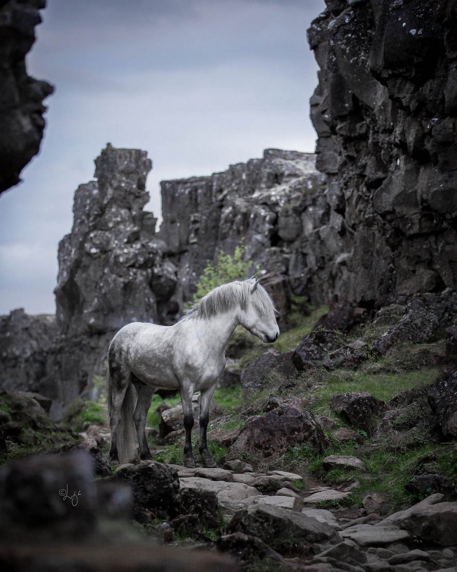 Cette photographe capture des chevaux dans des paysages d’Islande à couper le souffle et voici ses 30 plus beaux clichés
