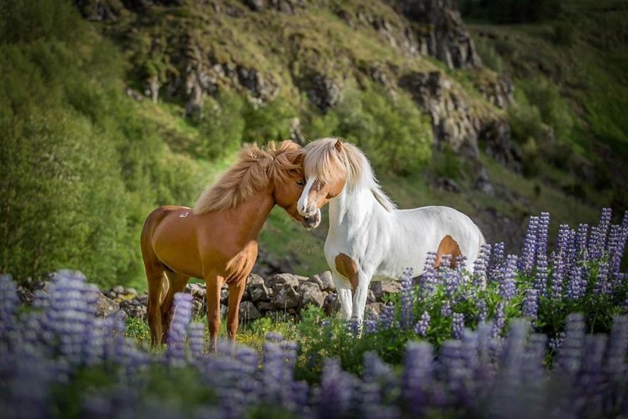 Cette photographe capture des chevaux dans des paysages d’Islande à couper le souffle et voici ses 30 plus beaux clichés