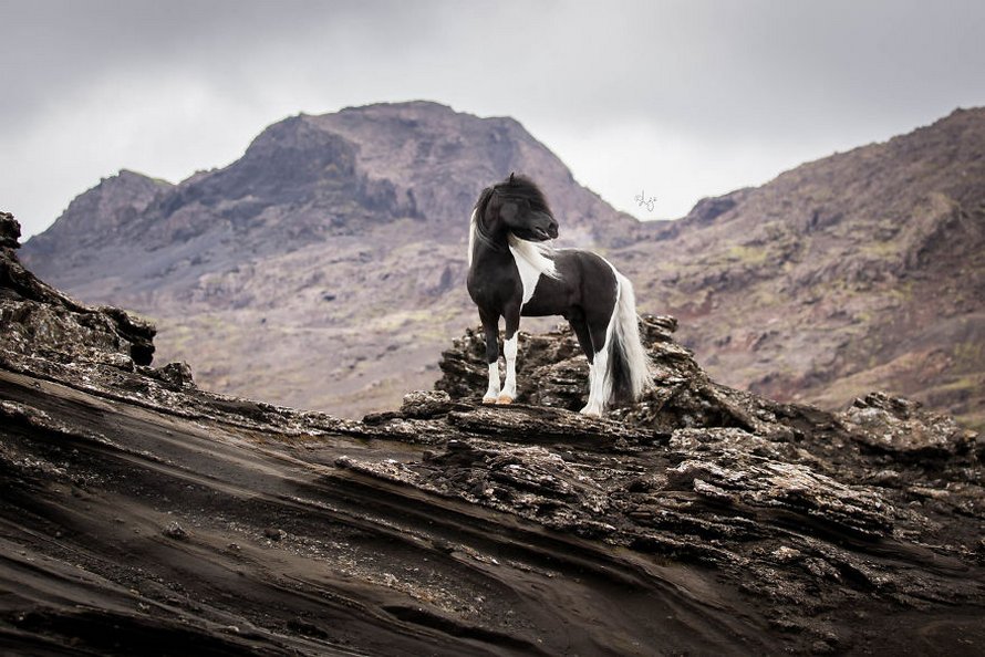 Cette photographe capture des chevaux dans des paysages d’Islande à couper le souffle et voici ses 30 plus beaux clichés