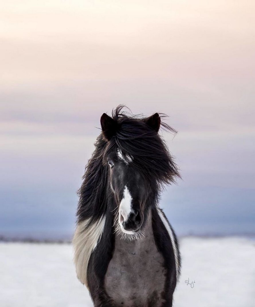 Cette photographe capture des chevaux dans des paysages d’Islande à couper le souffle et voici ses 30 plus beaux clichés