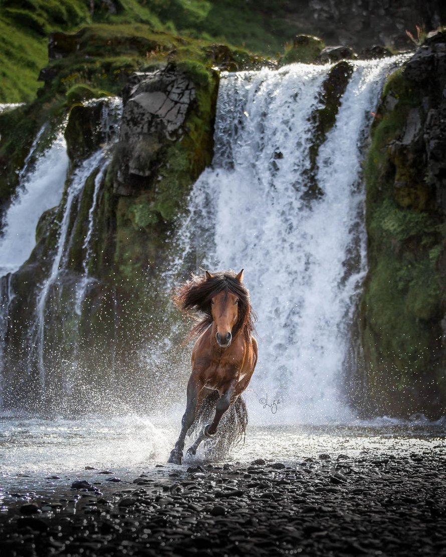 Cette photographe capture des chevaux dans des paysages d’Islande à couper le souffle et voici ses 30 plus beaux clichés