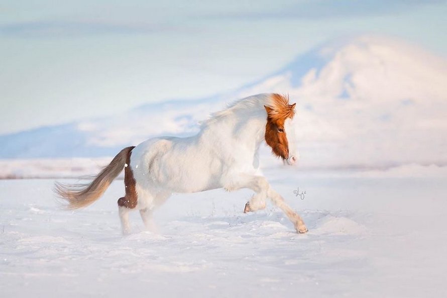 Cette photographe capture des chevaux dans des paysages d’Islande à couper le souffle et voici ses 30 plus beaux clichés