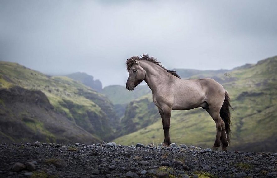 Cette photographe capture des chevaux dans des paysages d’Islande à couper le souffle et voici ses 30 plus beaux clichés