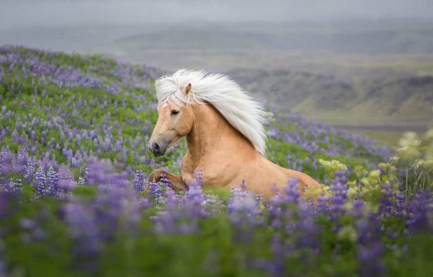 Cette photographe capture des chevaux dans des paysages d’Islande à couper le souffle et voici ses 30 plus beaux clichés