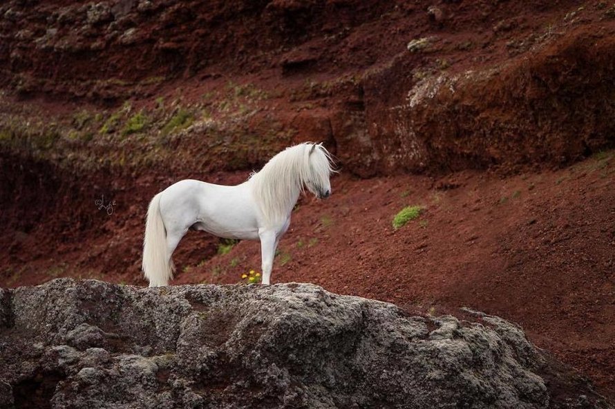 Cette photographe capture des chevaux dans des paysages d’Islande à couper le souffle et voici ses 30 plus beaux clichés