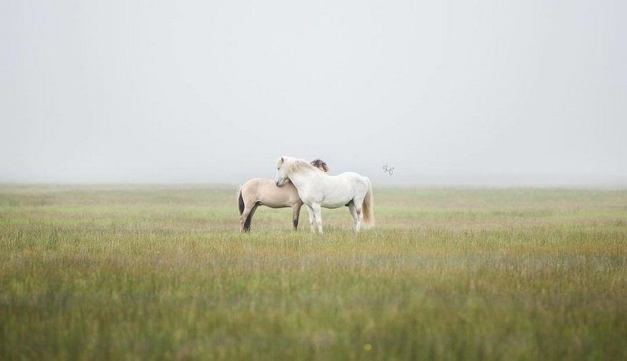 Cette photographe capture des chevaux dans des paysages d’Islande à couper le souffle et voici ses 30 plus beaux clichés
