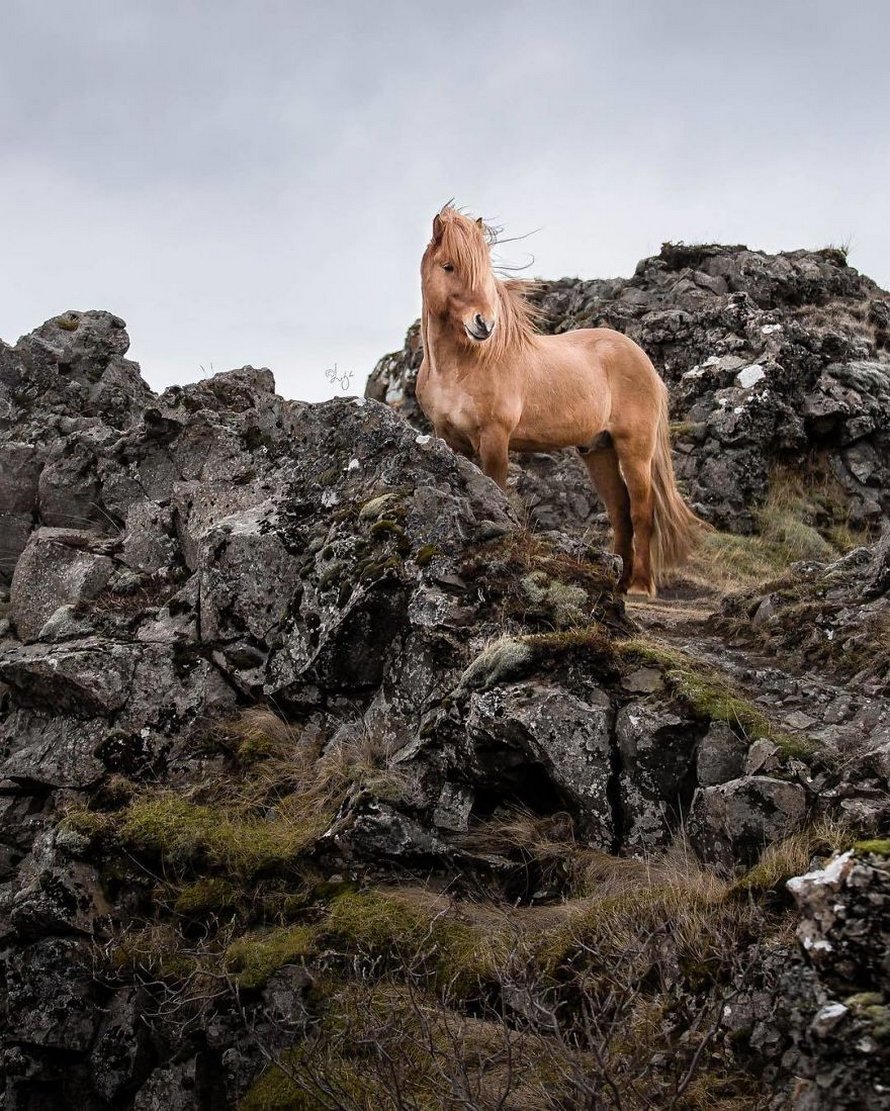 Cette photographe capture des chevaux dans des paysages d’Islande à couper le souffle et voici ses 30 plus beaux clichés