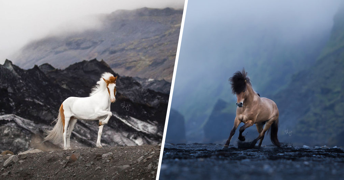 Cette photographe capture des chevaux dans des paysages d’Islande à couper le souffle et voici ses 30 plus beaux clichés