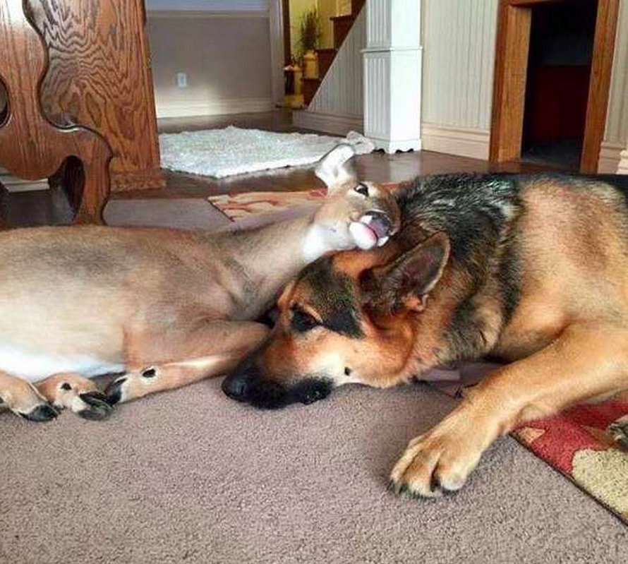 https://www.ipnoze.com/wordpress/wp-content/uploads/2020/04/chien-aide-faons-orphelins-sarge-003.jpg