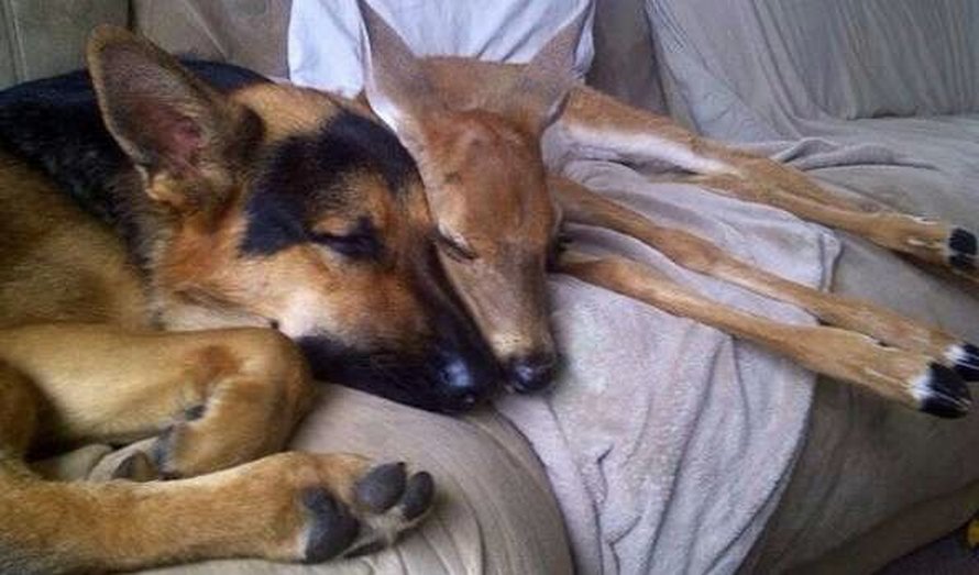 https://www.ipnoze.com/wordpress/wp-content/uploads/2020/04/chien-aide-faons-orphelins-sarge-004.jpg