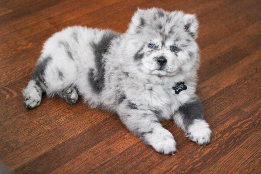 Voici Nuage Oreo Un Petit Chiot Mignon Qui Finira Par Devenir Un Immense Chien De 40 Kilos Ipnoze