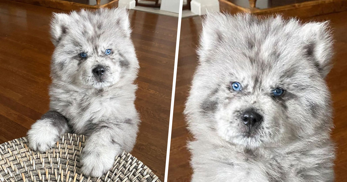 Voici Nuage Oreo Un Petit Chiot Mignon Qui Finira Par Devenir Un Immense Chien De 40 Kilos Ipnoze