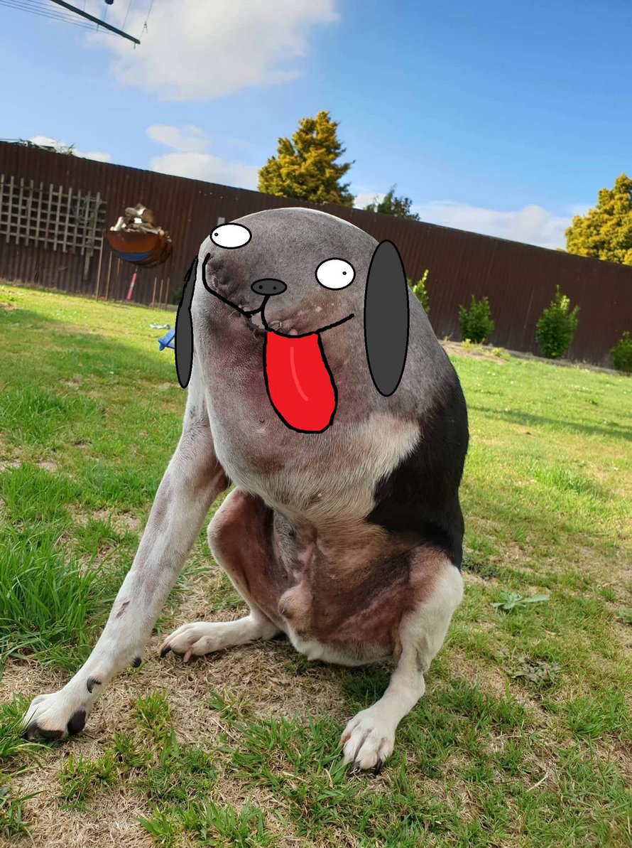 Les gens ont beaucoup de mal à comprendre cette photo de chien