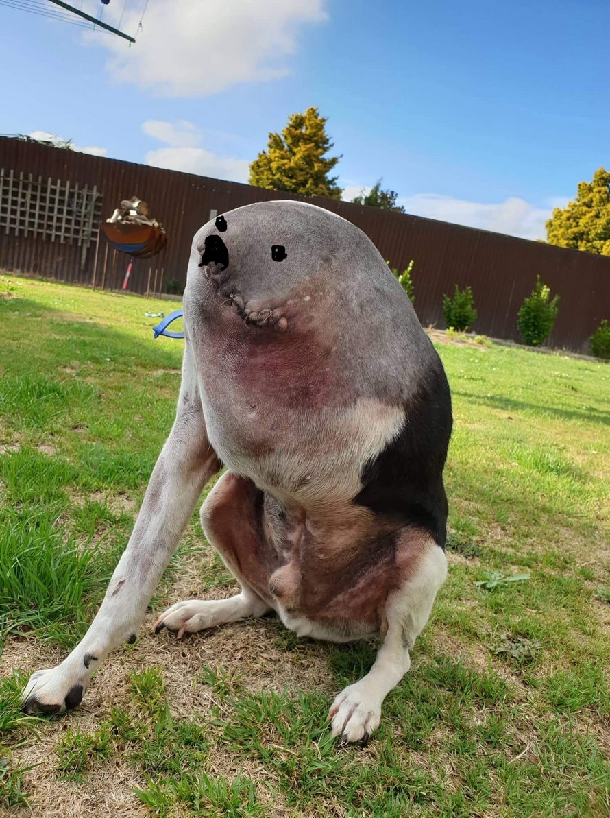 Les gens ont beaucoup de mal à comprendre cette photo de chien