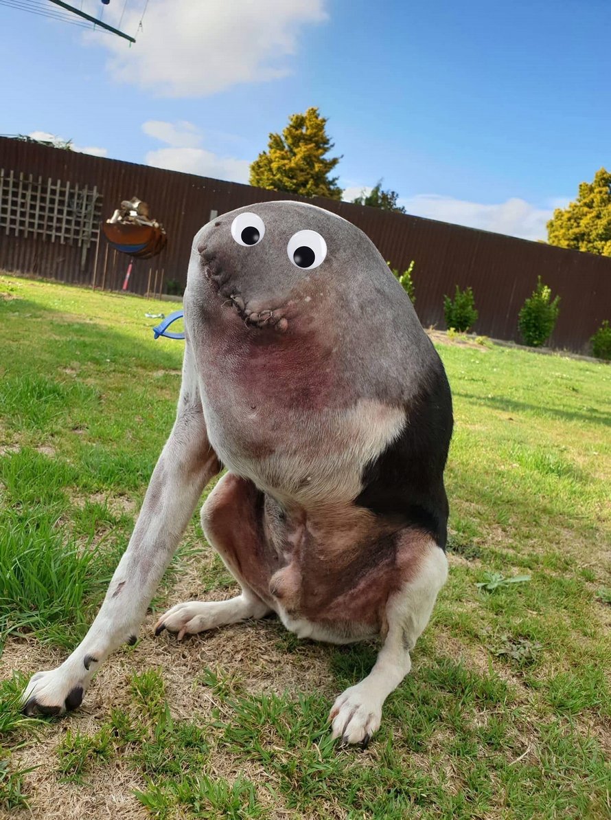 Les gens ont beaucoup de mal à comprendre cette photo de chien