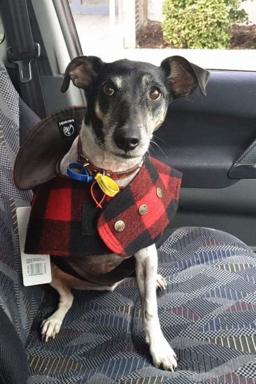 Les gens ont beaucoup de mal à comprendre cette photo de chien
