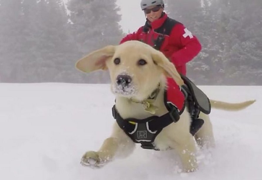 Les gens ont beaucoup de mal à comprendre cette photo de chien